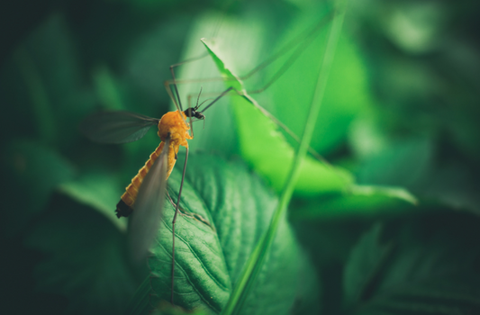 DIY Pest Control